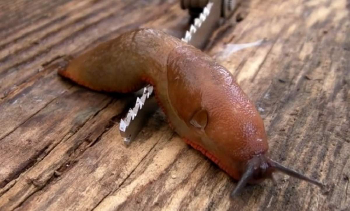 VIDEO / ÎNTREBAREA ZILEI - SÂMBĂTĂ: Ce se întâmplă dacă un melc merge pe lama unui cuţit?