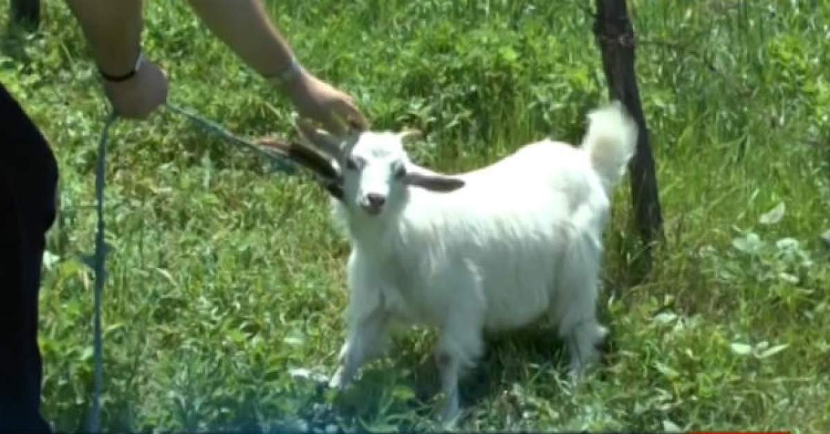 VIDEO & FOTO / Gest şocant! Un bărbat a fost prins în timp ce viola capra vecinului