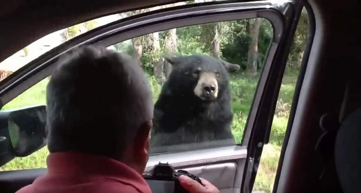 VIDEO / Momente de groază pentru o familie din SUA! Un urs s-a apropiat de maşina şi a deschis uşa! Ce a urmat...