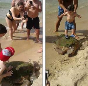 FOTO / Gest revoltător făcut de turişti! Au scos din apă o broască ţestoasă pe cale de dispariţie şi au maltratat-o! Imaginile fac înconjurul lumii