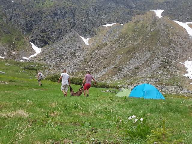 Şmecherii au făcut dezmăţ total, cu capre negre la proţap! Funcţionari publici, acuzaţi de complicitate