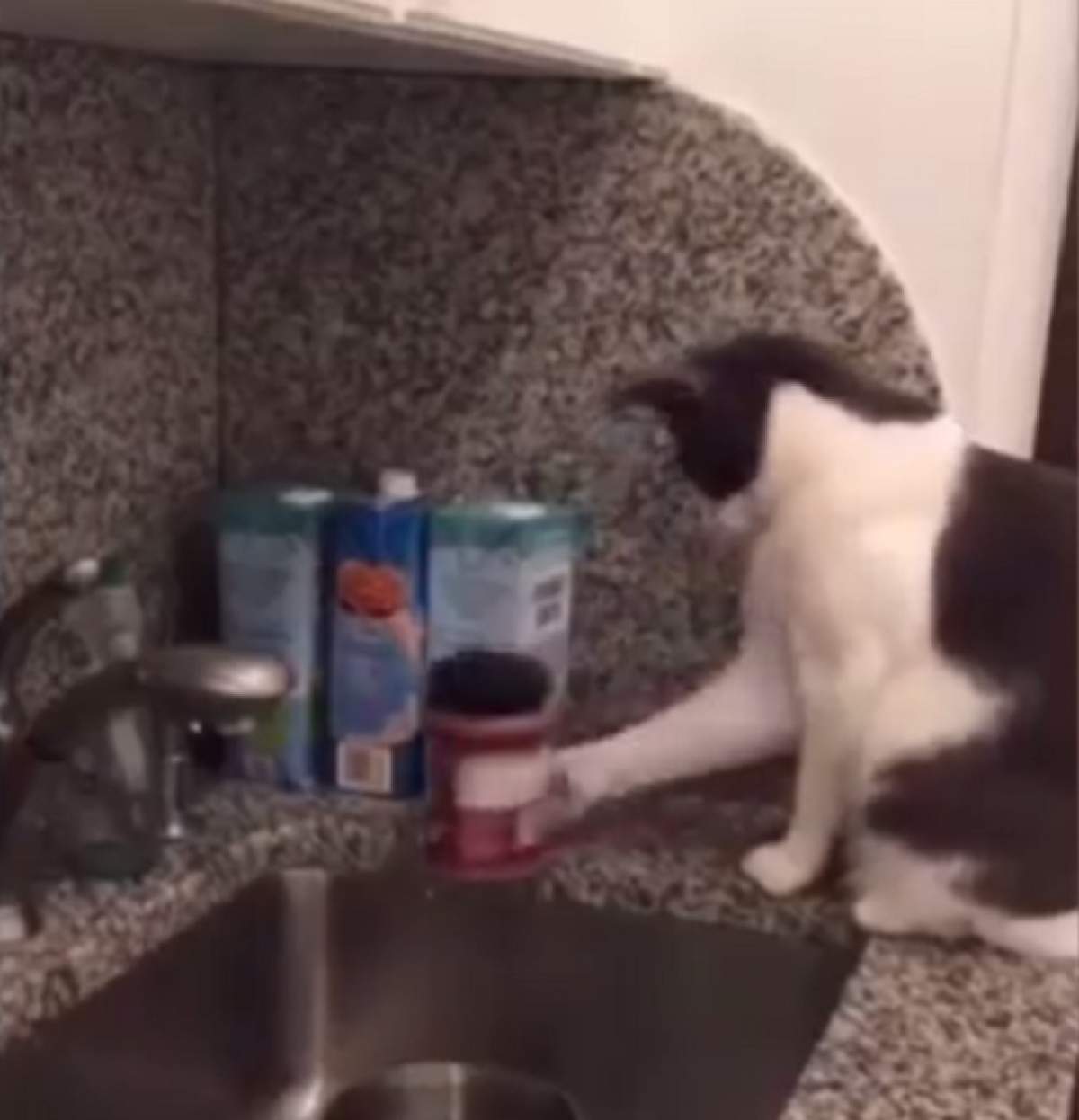 VIDEO / Ce face această pisică este de-a dreptul incredibil! 5 stăpâni au renunţat la ea din cauza asta