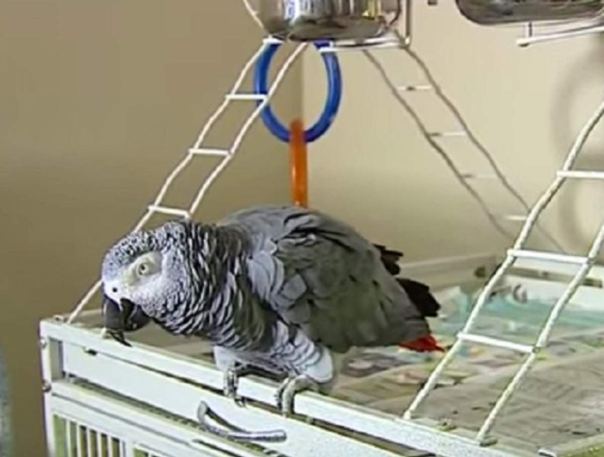 VIDEO / Am trăit s-o auzim şi pe-asta! Un papagal, chemat martor în instanţă în cazul morţii stăpânului său
