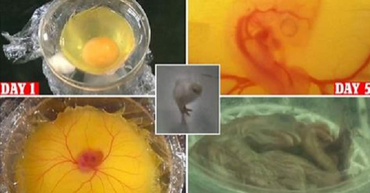 VIDEO / Cine a apărut primul: ouă sau găina?! Experimentul acesta rezolvă o dilemă de când lumea