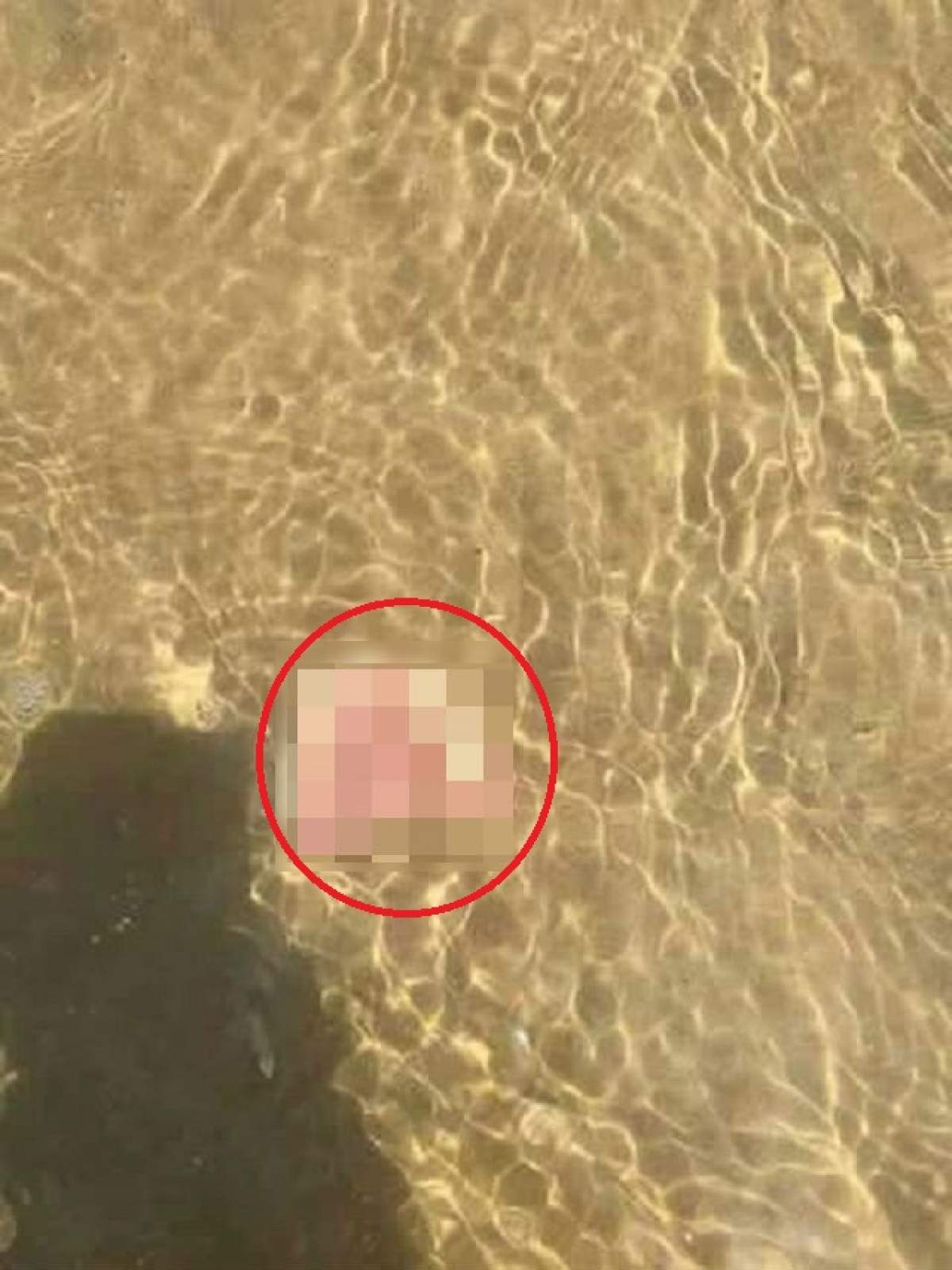 A crezut că e meduză, dar s-a speriat de moarte când s-a apropiat! Descoperirea stranie a unui turist din Mamaia