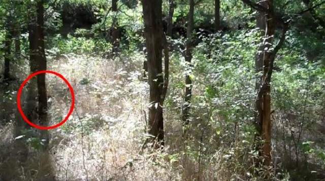 FOTO / Iluzia optică care a înnebunit internetul! Poţi să vezi soldatul ascuns în pădure?