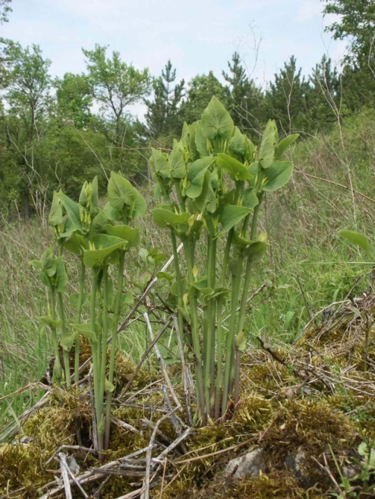 Spânzul: misterioasa plantă anticancerigenă din România