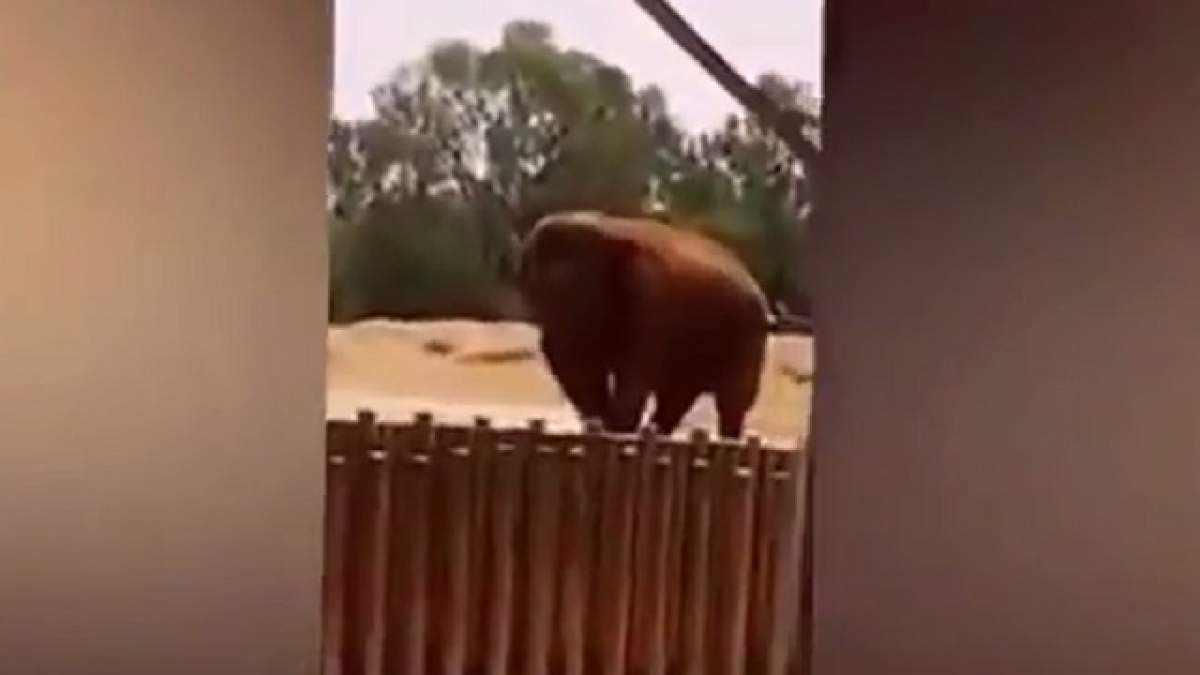 VIDEO / O fetiţă de 7 ani a murit după ce un elefant de la grădina zoologică i-a aruncat cu o piatră în cap