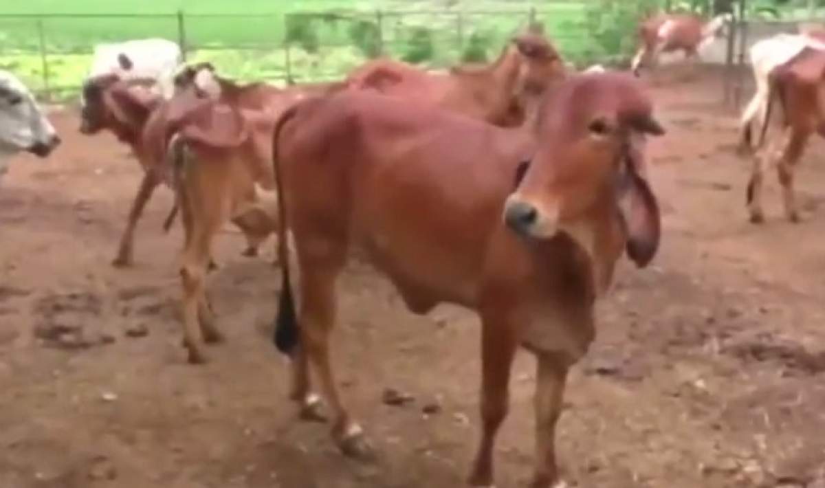 VIDEO / Au găsit mină de aur în urina a 500 de vaci! Descoperirea uluitoare a oamenilor de ştiinţă
