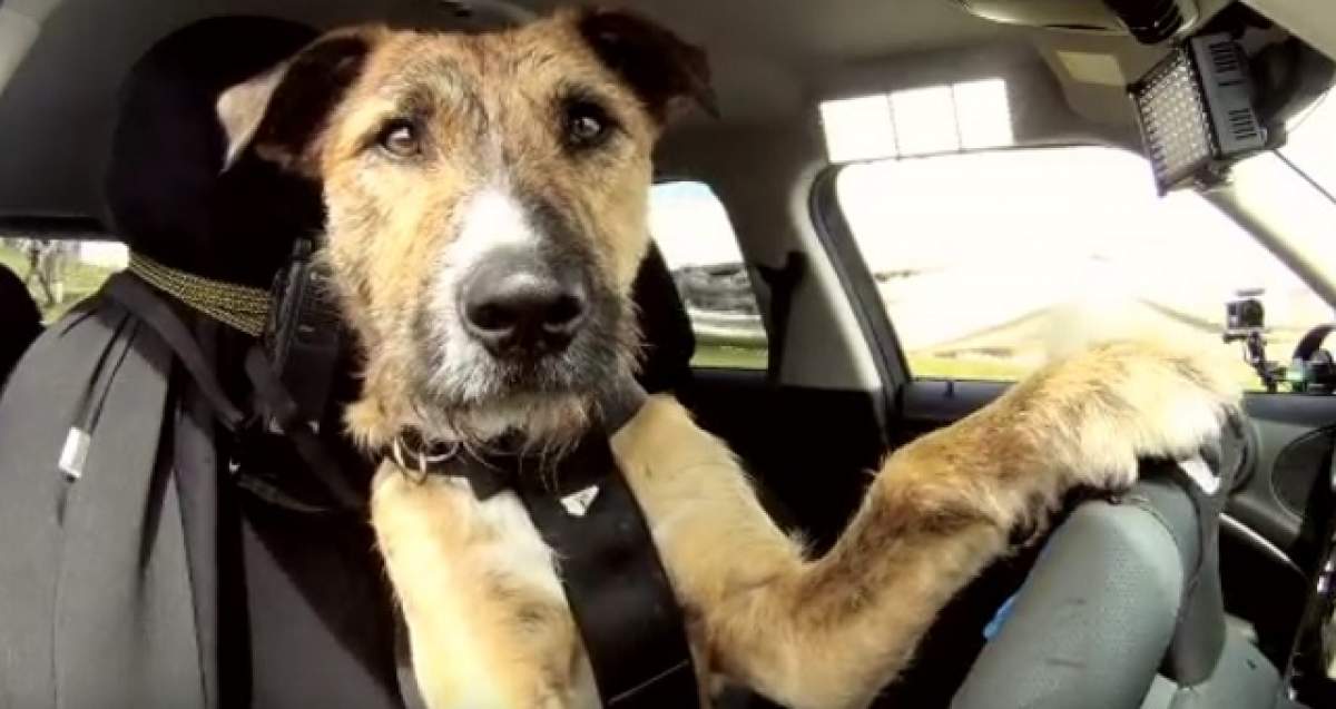 VIDEO / Atenţie, câine la VOLAN! Schimbă vitezele şi virează într-un fel SPECTACULOS