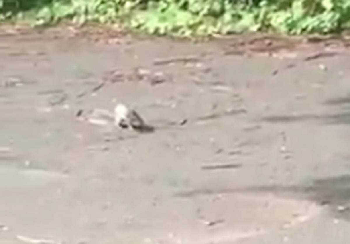 VIDEO / O veveriță a creat panică pe stradă! Ce avea pe cap i-a făcut pe toți oamenii să se sperie. Doar paramedicii au salvat situația