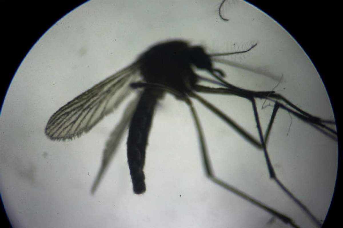 Medicii sunt în alertă! Cercetătorii au descoperit ce ravagii face virusul Zika în organismul adulţilor