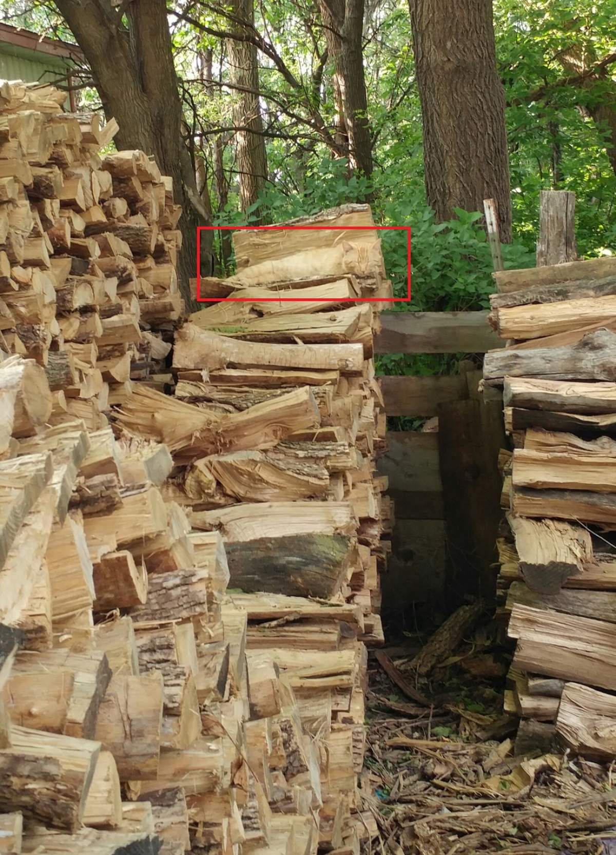 FOTO / Tu poți să vezi pisica în grămada de lemne? Nouă din zece internauți au greșit răspunsul