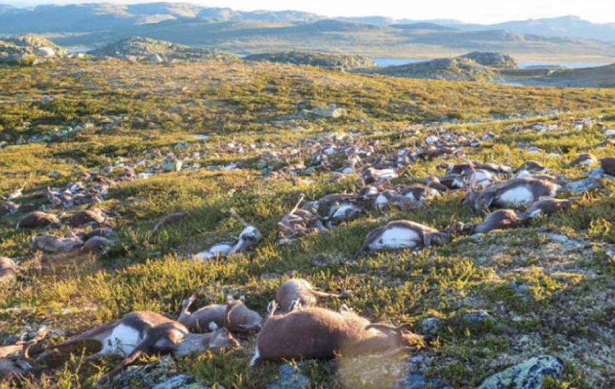 FENOMEN cu totul BIZAR! Cum au ajuns 300 de reni MORŢI pe pajişte din Norvegia
