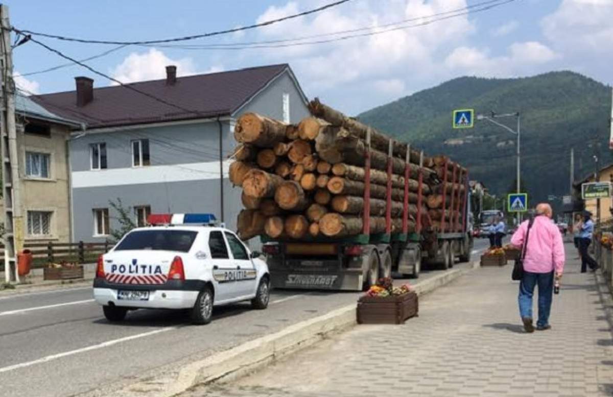Poliţişti suspectaţi de legături cu mafia lemnului! Mărturii scandaloase