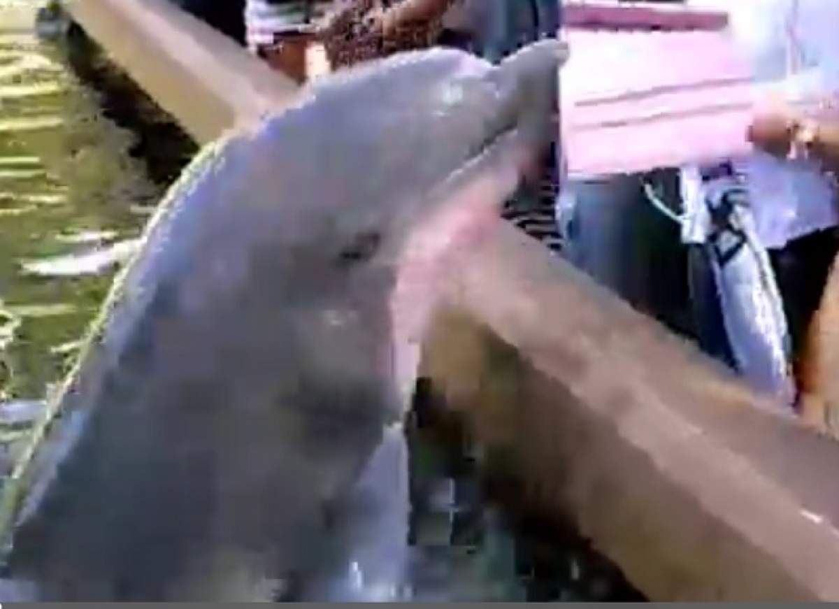 VIDEO / S-a apropiat prea mult de bazinul în care se afla un delfin, iar ce a urmat i-a lăsat pe toți fără cuvinte!