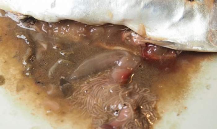 VIDEO & FOTO / Imagini care-ţi taie pofta de mâncare! Un bărbat a cumpărat peşte cu viermi şi larve, iar filmarea a devenit virală