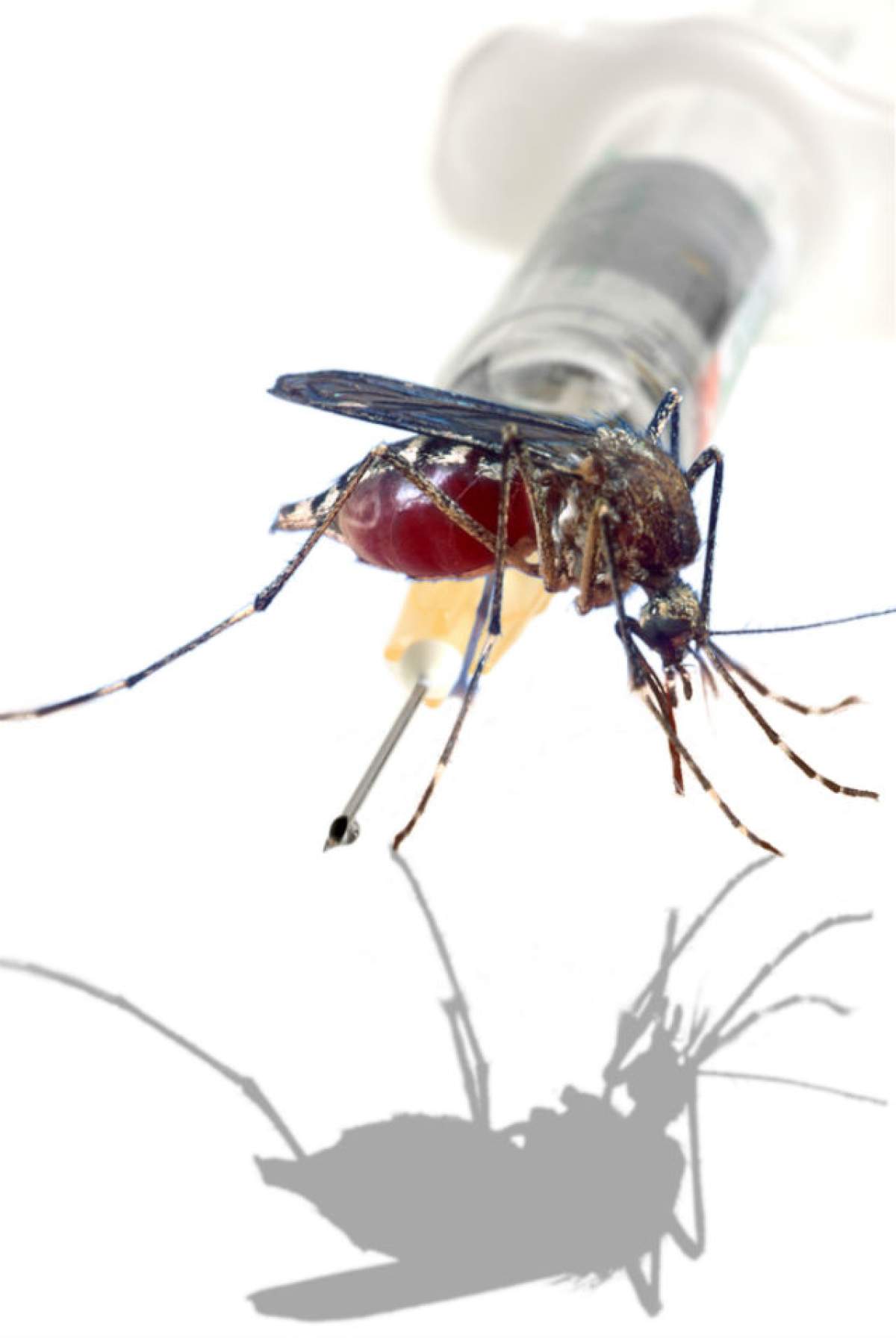 VIDEO / A alertă în spitalele din Capitală! Tot sângele e infestat cu temutul virus West Nile