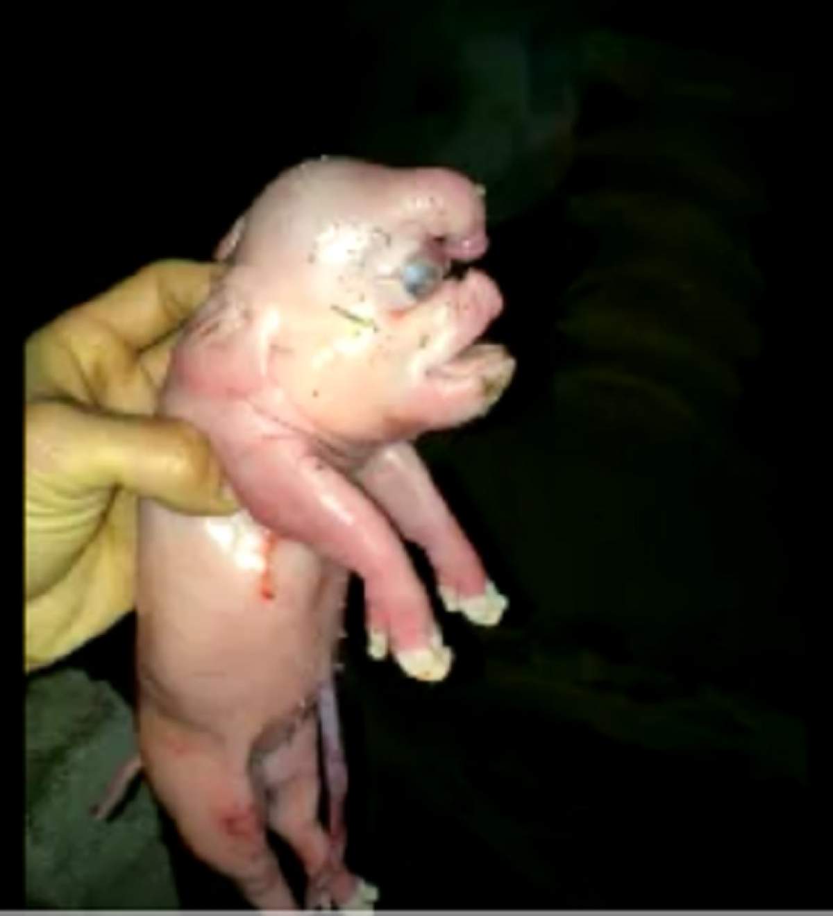 VIDEO / Ciudăţenia care a înspăimântat lumea! Un porcuşor s-a născut cu chip de om şi cu penis în frunte