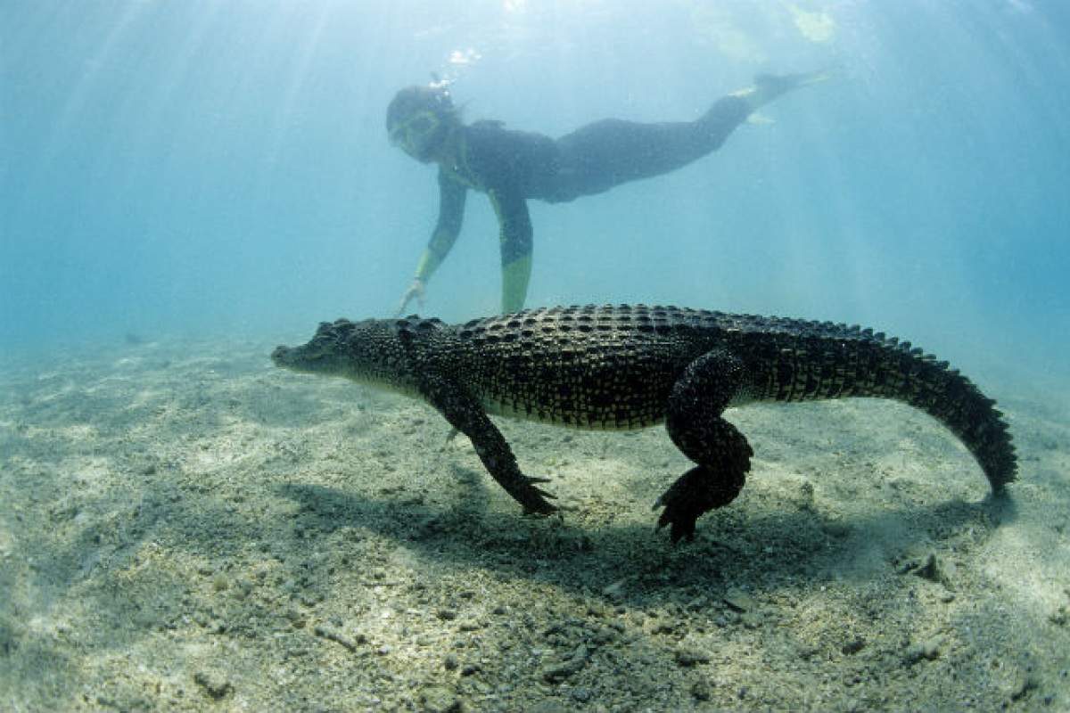 FOTO / A vrut să facă un selfie cu un crocodil, dar ce s-a întâmplat după este terifiant!