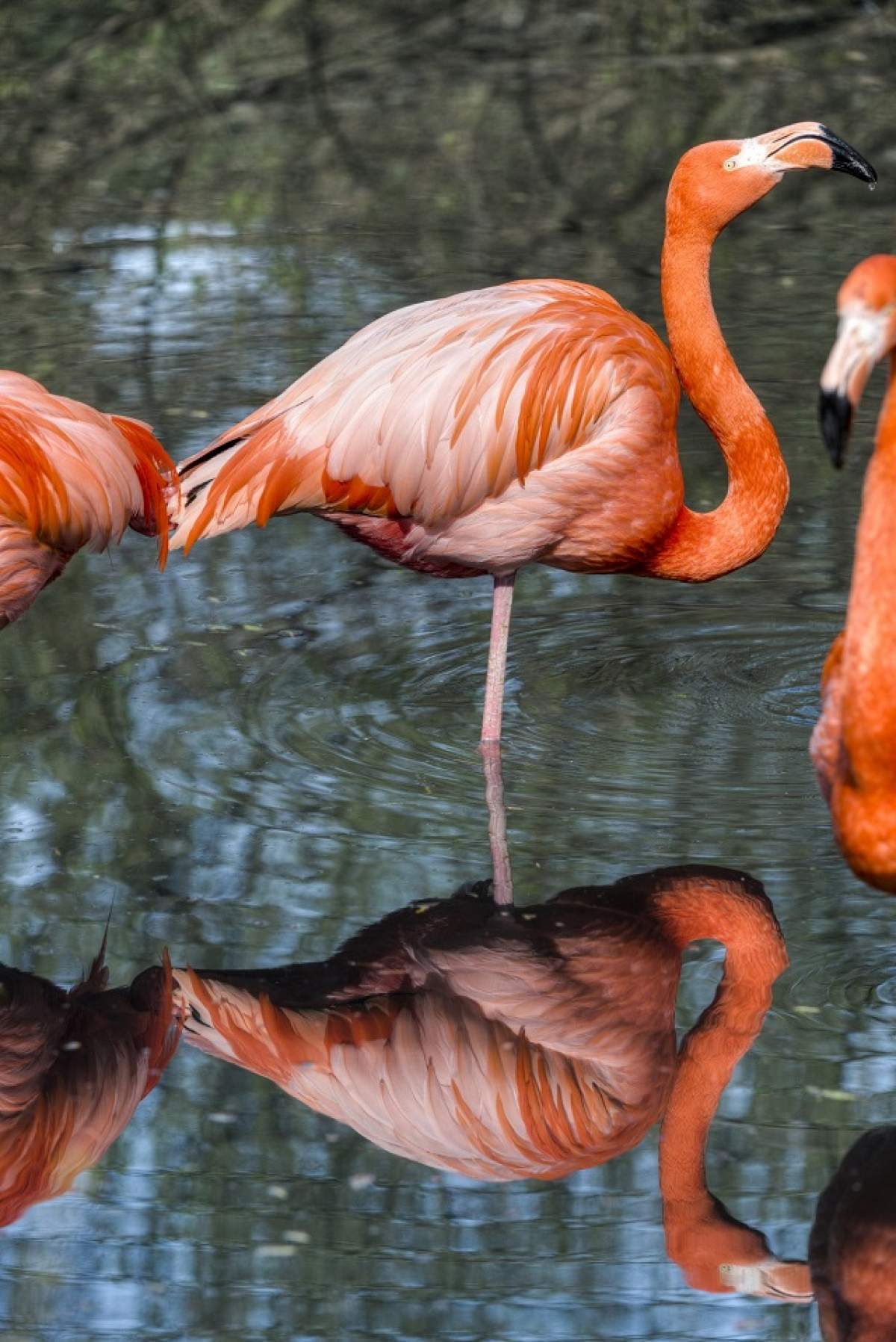 ÎNTREBAREA ZILEI – DUMINICĂ: De ce pasărea Flamingo are penajul roz?