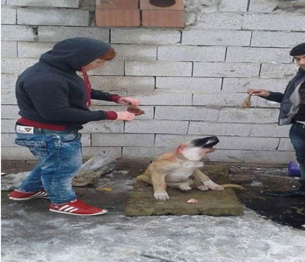 FOTO / Imagini TULBURĂTOARE cu doi bărbaţi care au MUTILAT un câine! Monştrii n-au avut pic de milă