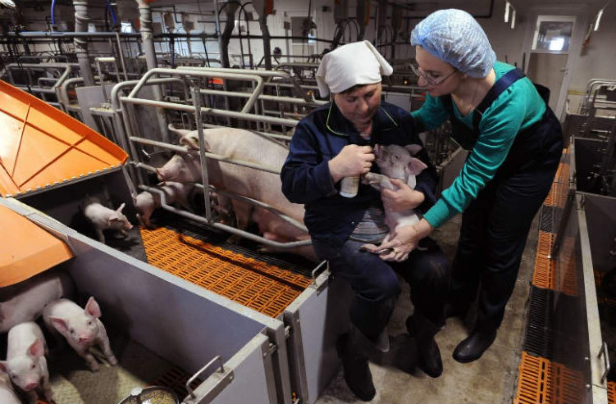 ÎNTREBAREA ZILEI – DUMINICĂ: De ce sângele de porc e considerat un aliment hrănitor?