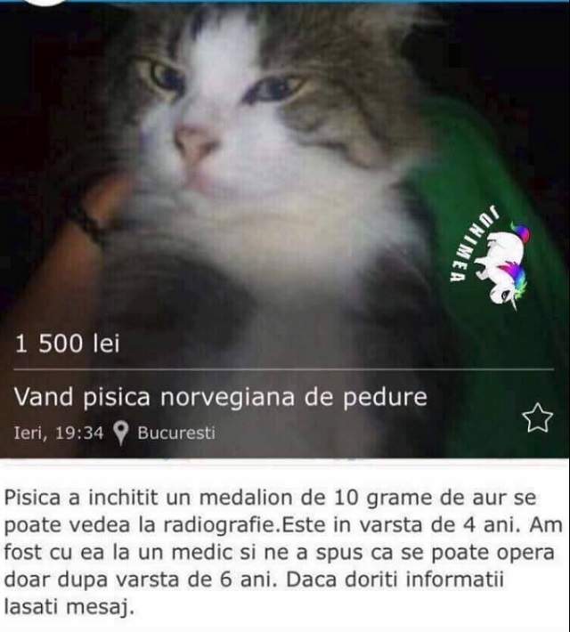 FOTO / De-a râsu'-plânsu'! Un bărbat şi-a scos pisica la vânzare pentru că a înghiţit un medalion de aur
