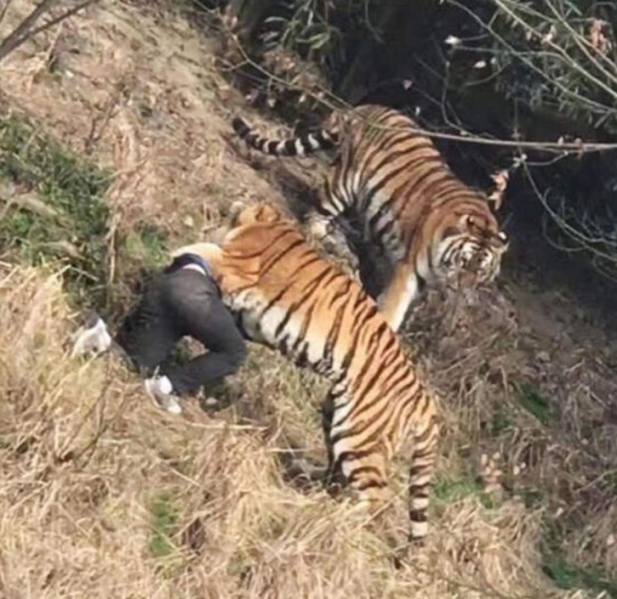 VIDEO / Scene ŞOCANTE într-o grădină zoologică! Un BĂRBAT este SFÂŞIAT de trei TIGRI în faţa soţiei şi copilului său