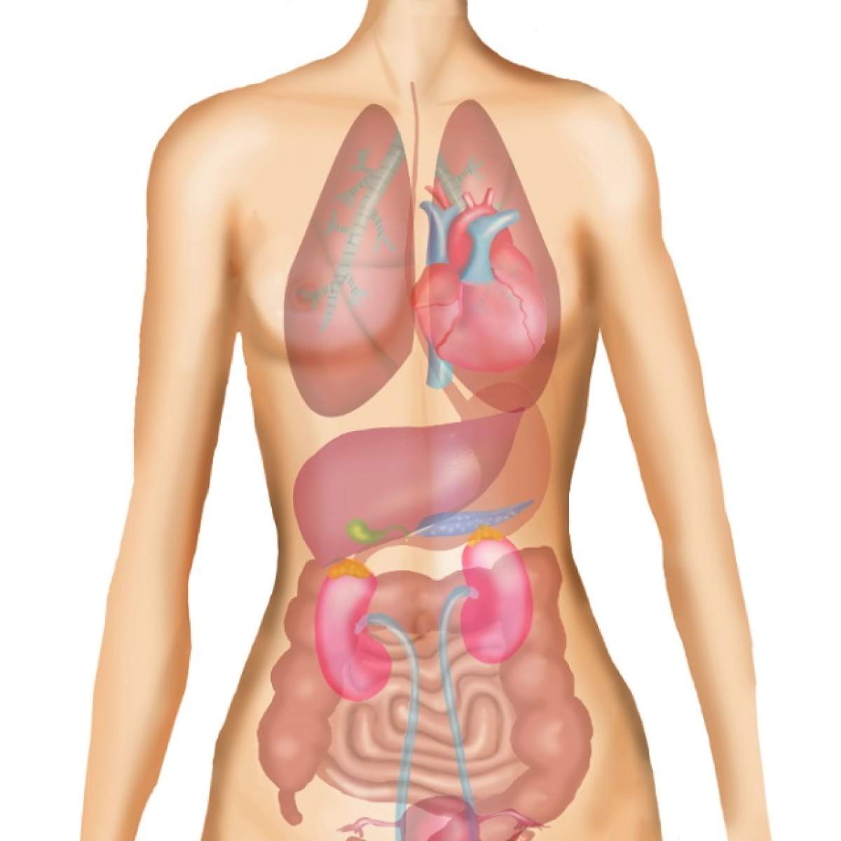 A fost descoperit un nou organ în corpul uman! Se găseşte în sistemul digestiv