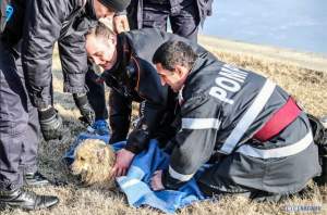 Un câine a fost salvat din apele îngheţate ale lacului de la "Riviera"! Imaginile care l-au emoţionat şi pe pompierul erou