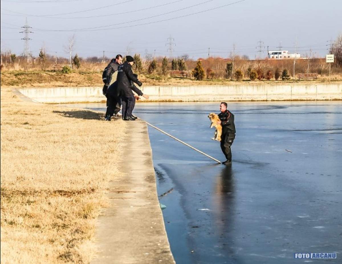 Un câine a fost salvat din apele îngheţate ale lacului de la "Riviera"! Imaginile care l-au emoţionat şi pe pompierul erou