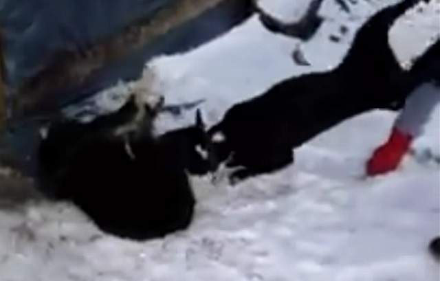 VIDEO / Un arădean torturează animalele cu sânge rece şi le face să se atace între ele: "Omoară cu pitbull-ul lui zeci de pisici si zeci de câini"