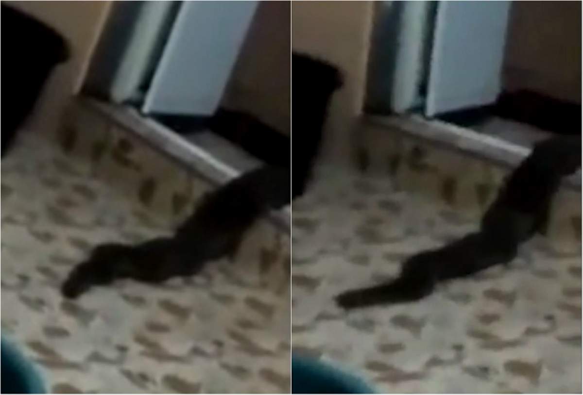 Şocant! O creatură monstruoasă a intrat în casa unei familii prin toaletă! Nimeni nu îşi explică ce este