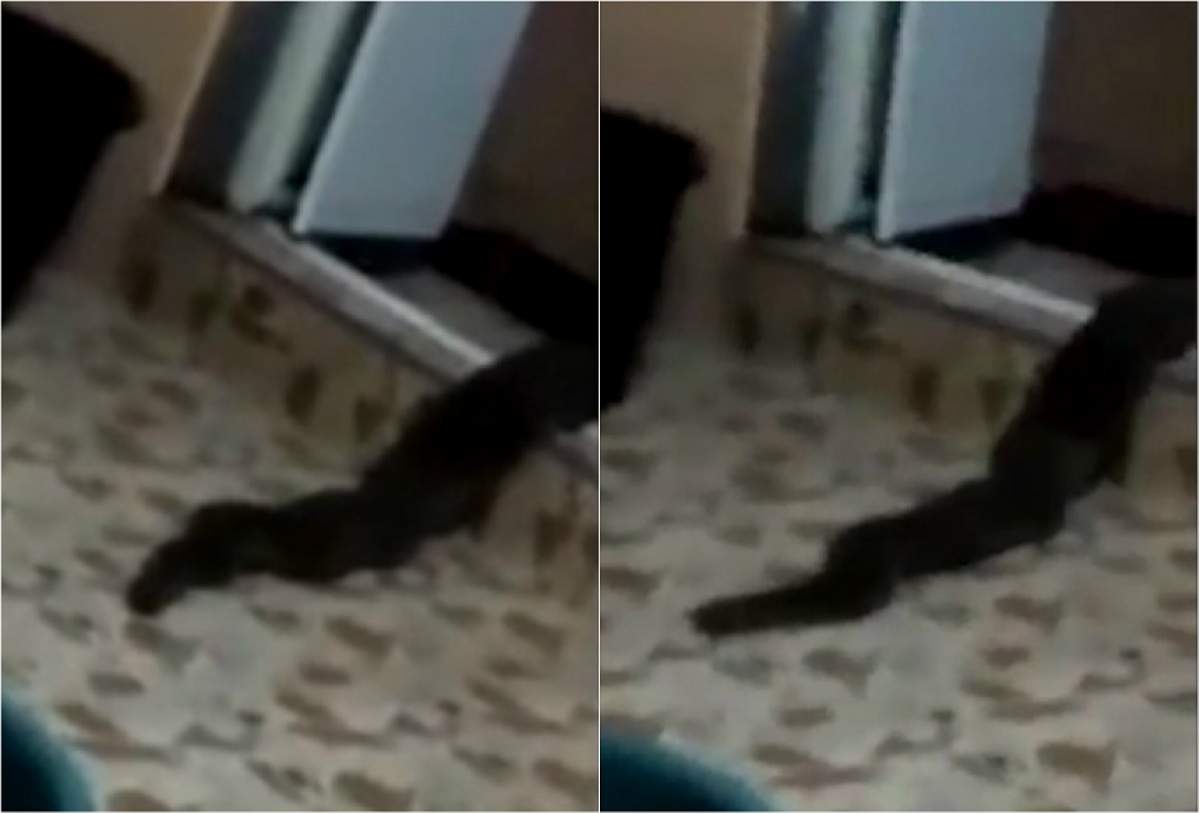 Şocant! O creatură monstruoasă a intrat în casa unei familii prin toaletă! Nimeni nu îşi explică ce este