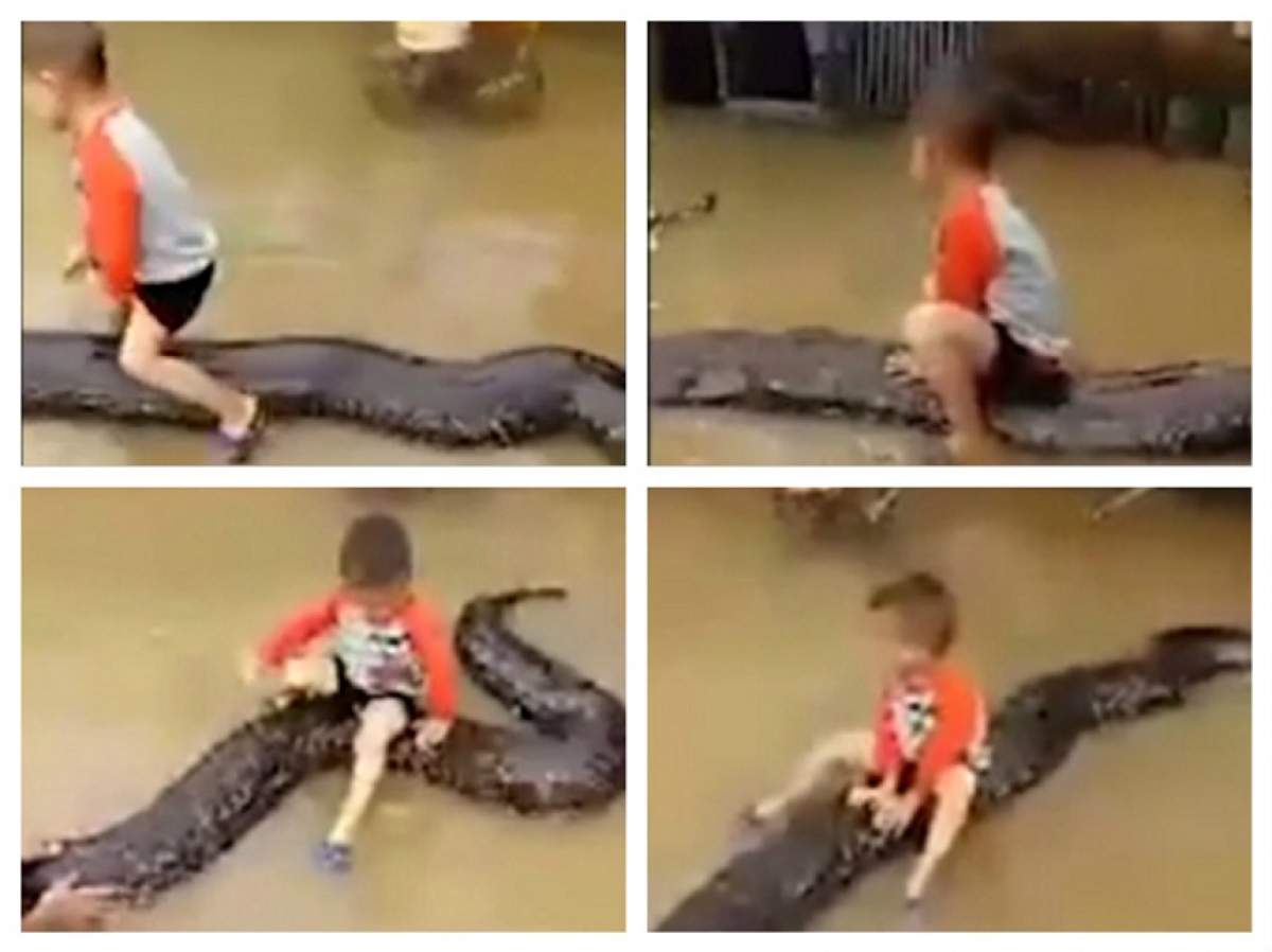 VIDEO / Șocant! Un copil de 3 ani s-a urcat pe un piton lung de 6 metri, iar ce a urmat este incredibil. "Familia are șarpele de aproape 4 ani"