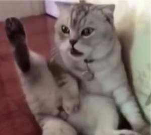 VIDEO HILAR / E mică, pufoasă și haioasă! Reacția unei pisici care a fost surprinsă spălându-se a ajuns VIRALĂ