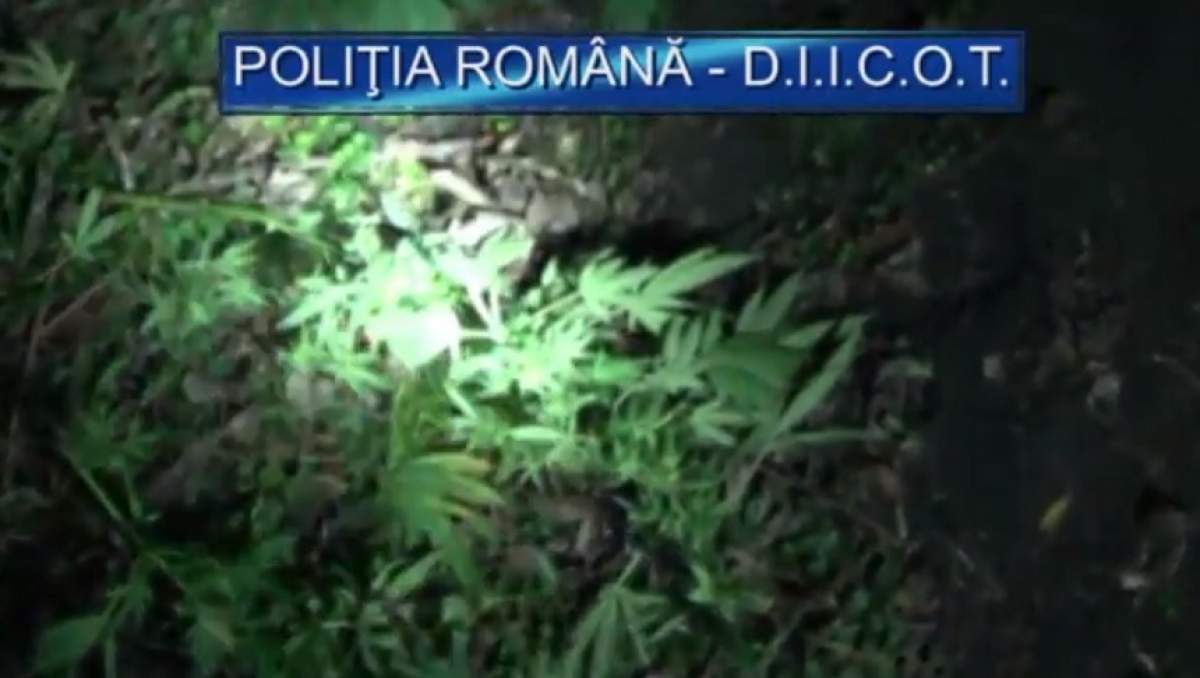 VIDEO / Au devenit infractori şi au fost încătuşaţi de colegii lor! Imagini cu recolta de cannabis a celor doi poliţişti din Arad