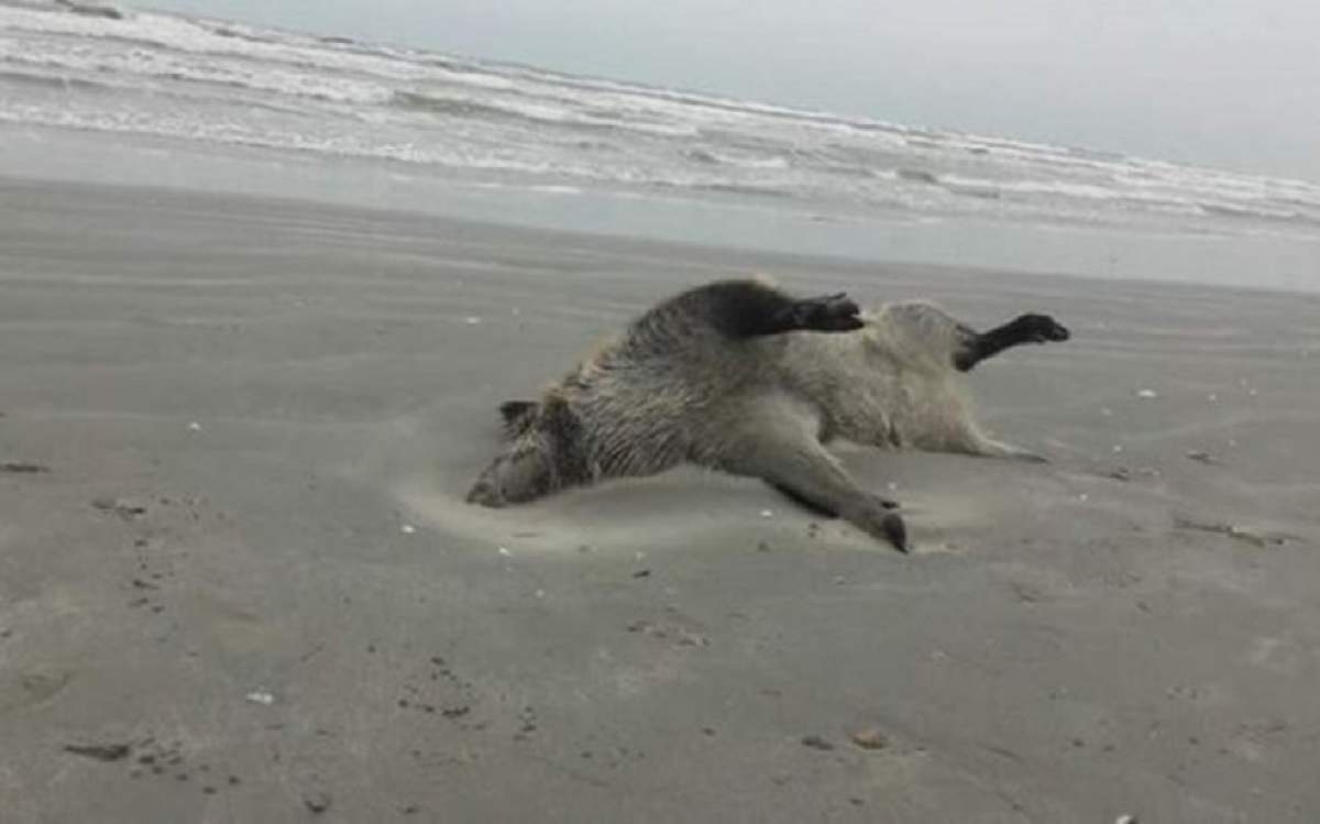 Descoperire şocantă în Mamaia Nord! Imagini neobişnuite surprinse azi dimineaţă pe plajă