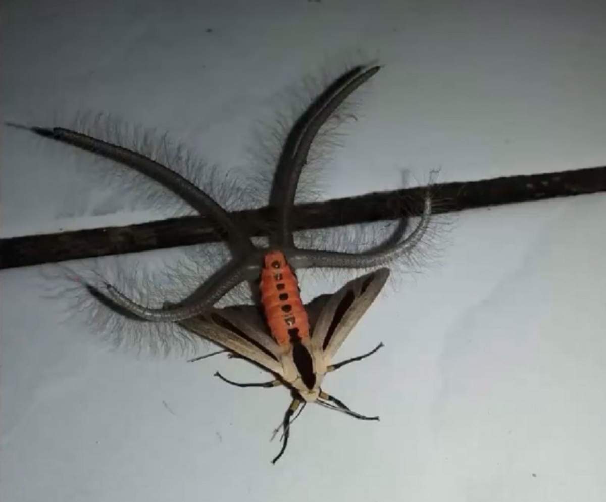 VIDEO / Creatura bizară care a înspăimântat un popor întreg! Are corp de molie și tentacule de caracatiță