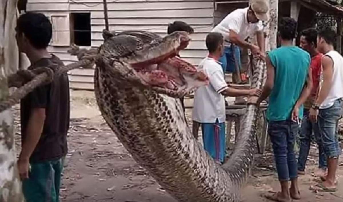 VIDEO / Șocant! Un bărbat a dus o luptă pe viață și moarte cu un piton de 7 metri