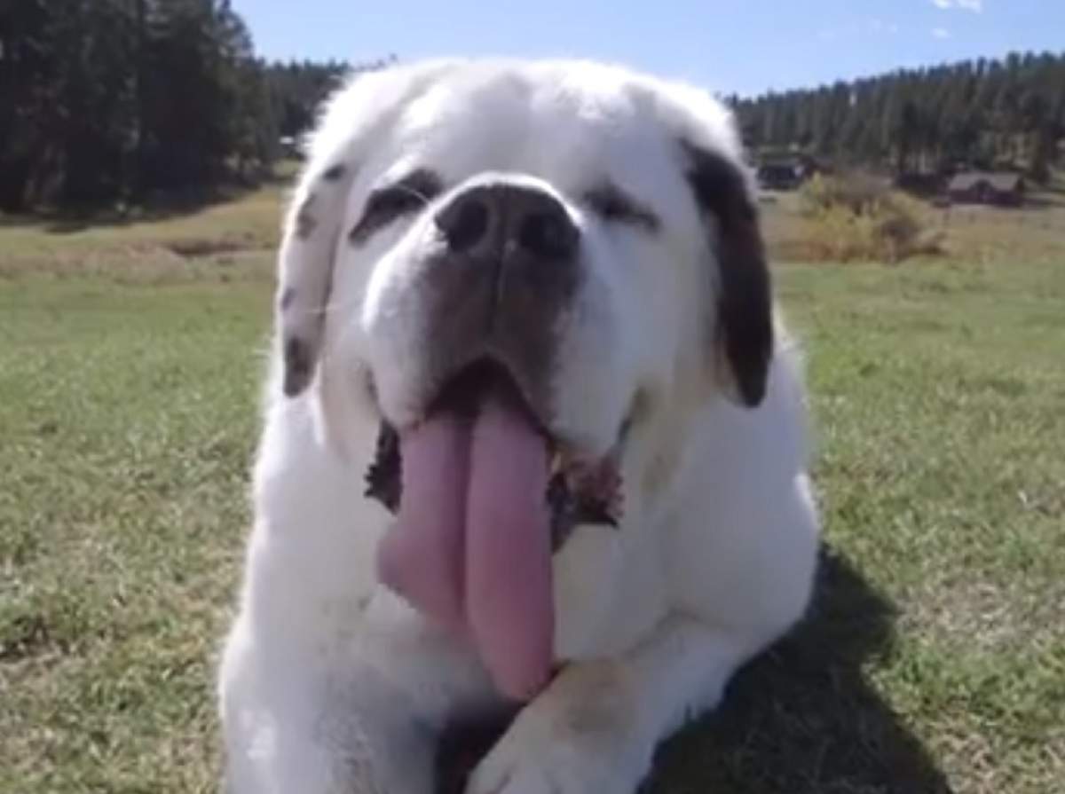 VIDEO / Câinele care a intrat în Cartea Recordurilor pentru cea mai lungă limbă! Măsoară 18,58 centimetri