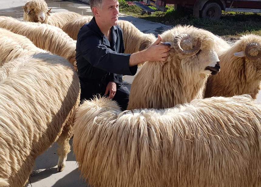 FOTO / Cristian Pomohaci s-a pozat mândru cu animalele lui: "Am îmbăiat berbecuții"! Ce detaliu au observat oamenii în imagini