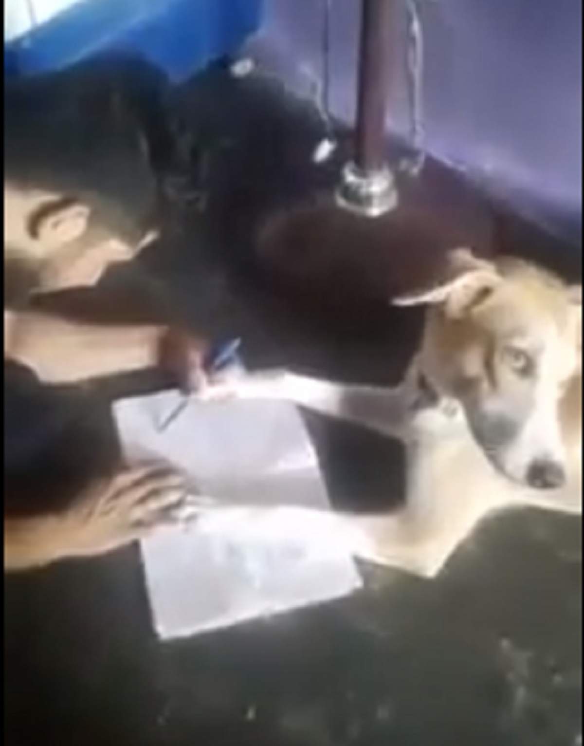 VIDEO şocant / Un bărbat îşi bate cu brutalitate câinele pentru că nu rosteşte alfabetul