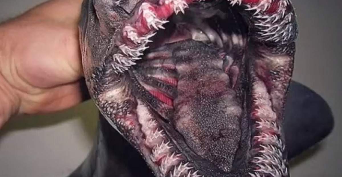 FOTO / Creatura care a creat panică! Are 300 de dinţi şi ucide pe loc! Are corp de rechin şi cap de şarpe