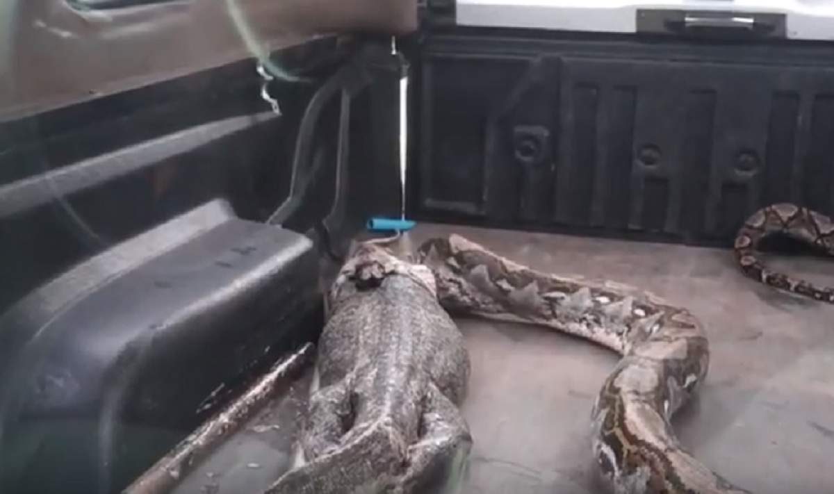 VIDEO / Imagini de GROAZĂ! O femeie a găsit un şarpe de 44 de kilograme în curtea casei. Ce făcea pitonul când a fost descoperit e terifiant