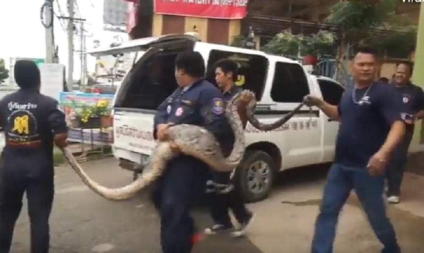 VIDEO / Imagini de GROAZĂ! O femeie a găsit un şarpe de 44 de kilograme în curtea casei. Ce făcea pitonul când a fost descoperit e terifiant