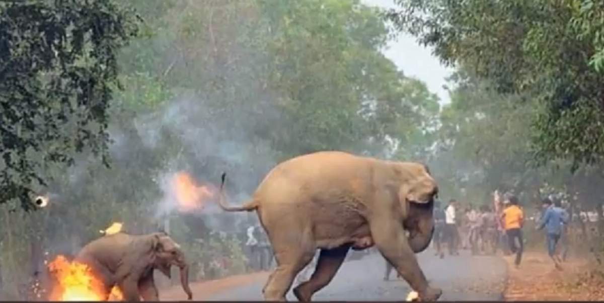 VIDEO / ŞOCANT! Un pui de elefant aleargă în flăcări, după ce a fost incendiat de oameni: "Iadul este şi acum acolo"