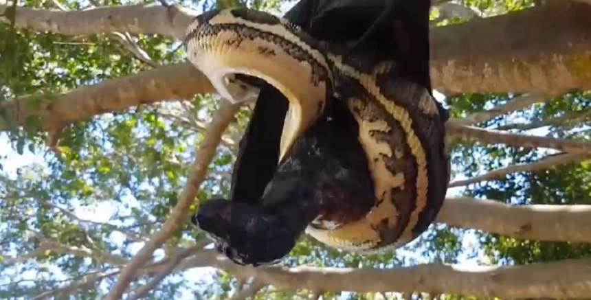 VIDEO / Un şarpe enorm încearcă să înghită un liliac de viu. Lupta e pe viaţă şi pe moarte. Cine crezi că a câştigat?