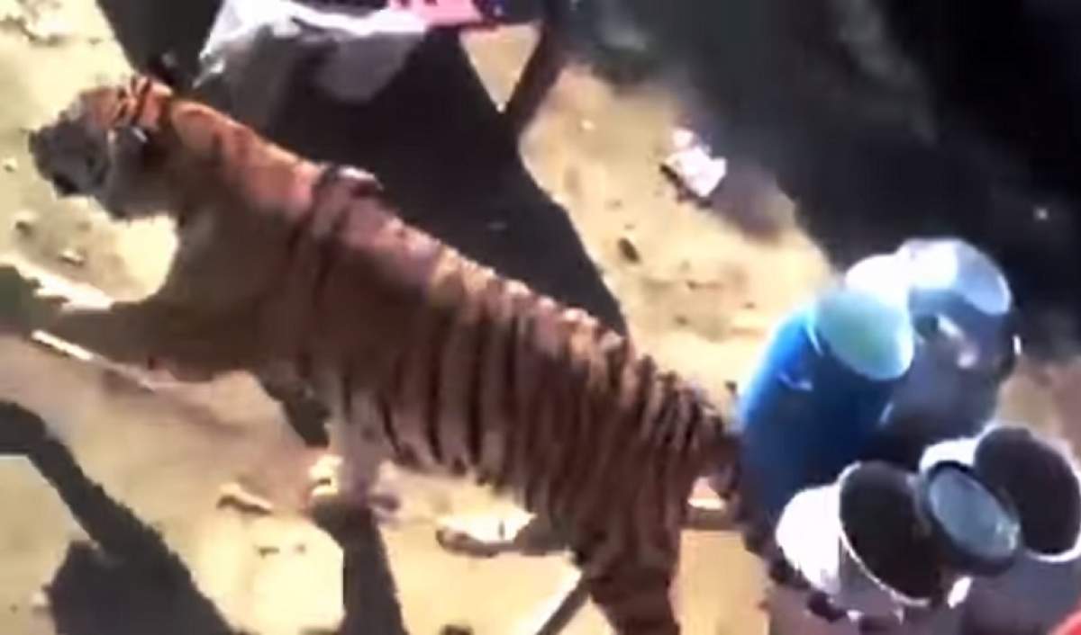 VIDEO / Urlete și groază, după ce un tigru a terorizat oaspeții unei nunți